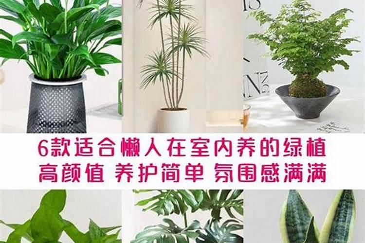 移栽的草莓苗初期怎么管理