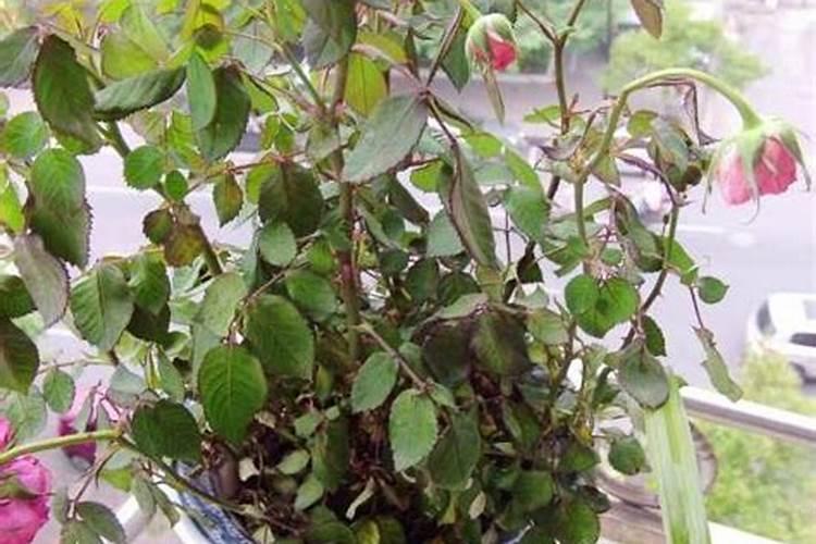 草莓在我国的市场需求是非常大,草莓苗期的时候该如何去管理呢？