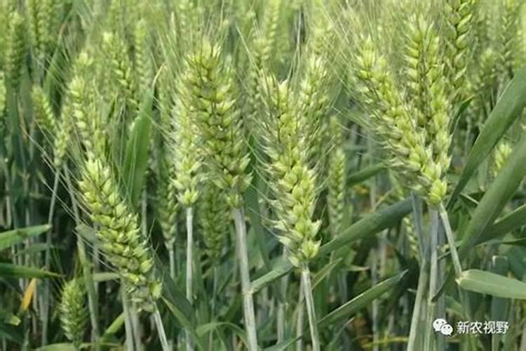 牛奶草莓栽培技术