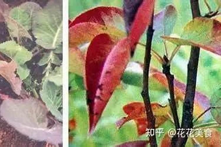 李子开花怎样保花保果