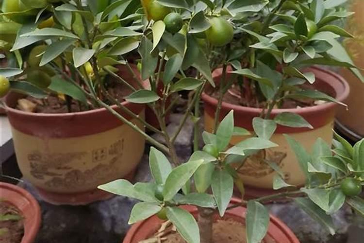 盆栽金桔什么时候施肥