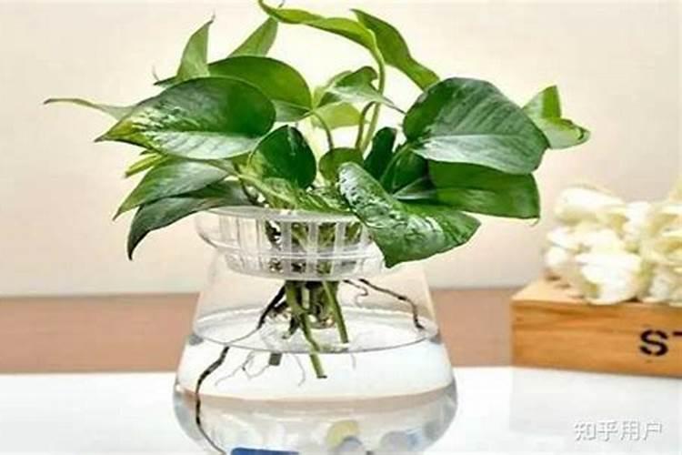 水培巴西木用什么肥料