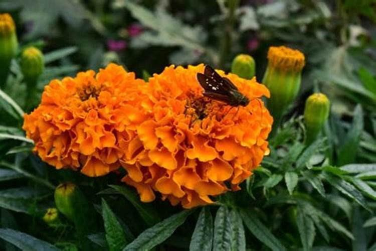 南非万寿菊一天交几次水？