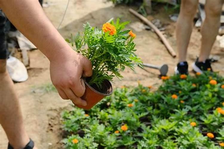 万寿菊中毒是怎么会事？