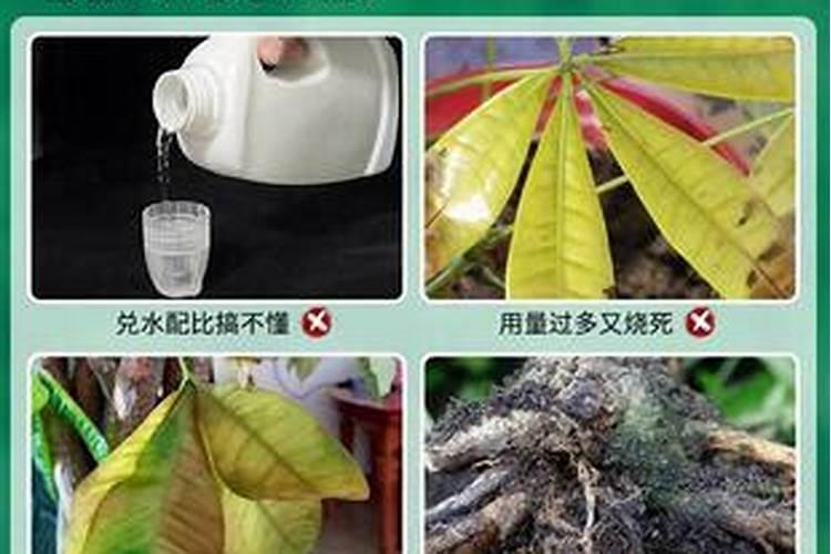 发财树靠近根部的树干发软,还有小虫子怎么