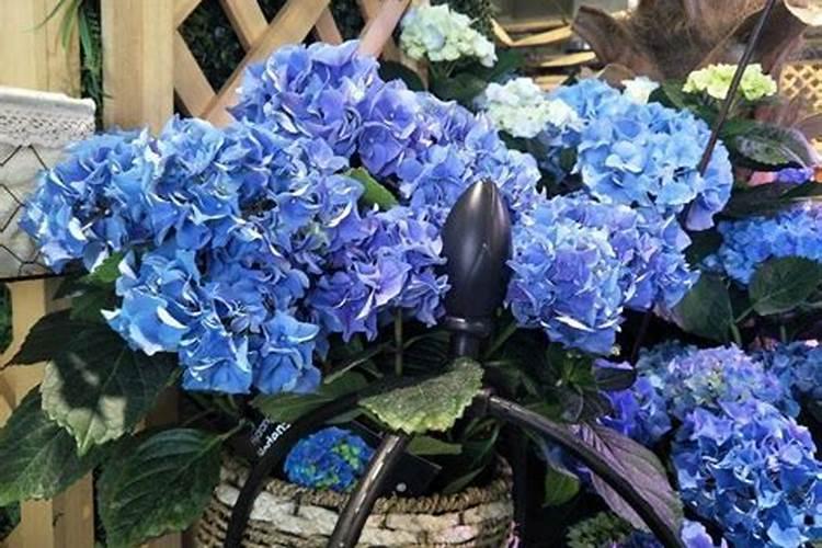 绣球花夏天怎么养护