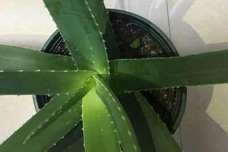 家里？植物用什么肥料好