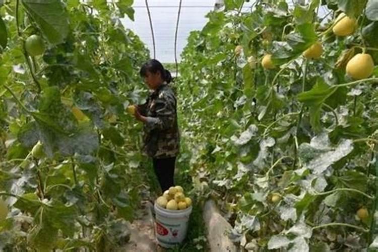 “万能”的芸苔素内酯,你用对了吗？附最全使用方案