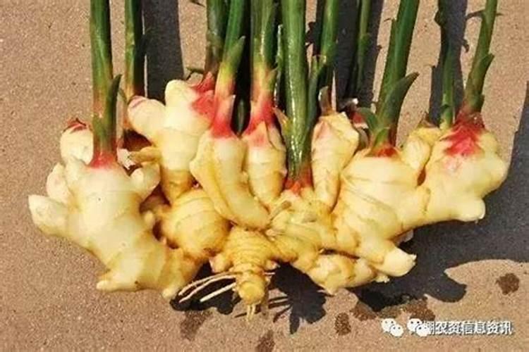 水稻分蘖过多怎么办 怎么施肥好