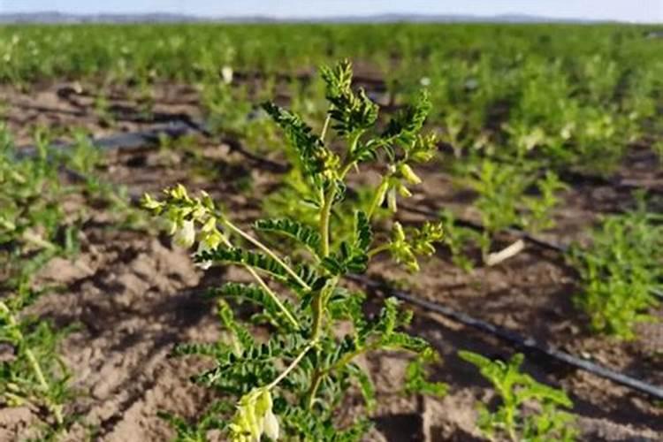 桂花生根粉正确使用方法桂花树怎样用生根粉