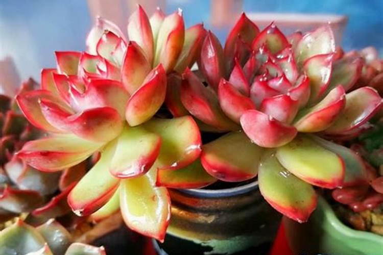 使用氮肥是属于植物固氮吗