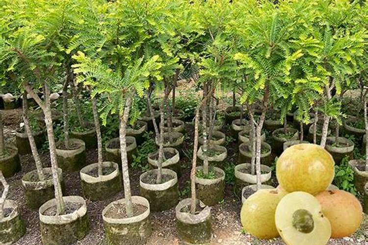 脐橙有哪些专用肥 如何进行施肥