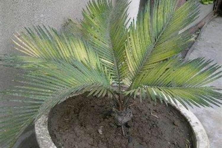 磷酸二氢钾可以浇铁树吗