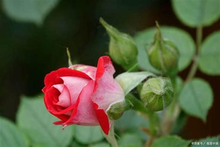 紫苏种植种子种植用什么肥料