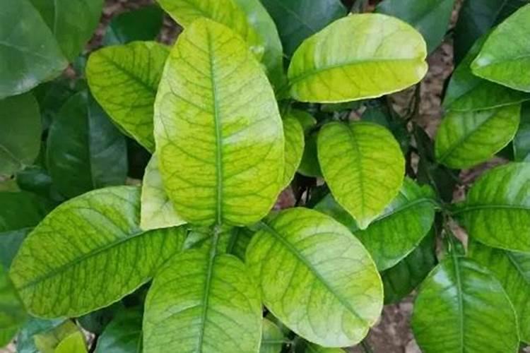 植物缺氮缺磷缺钾分别有什么害处