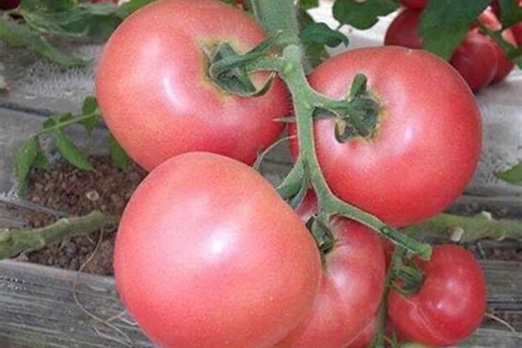 西洋菜种植方法