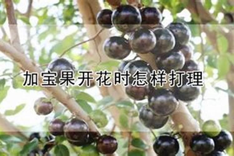 怎样使绿叶植物叶子绿