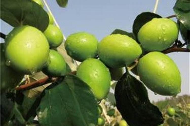 矿源腐殖酸钾可以提前稀释吗