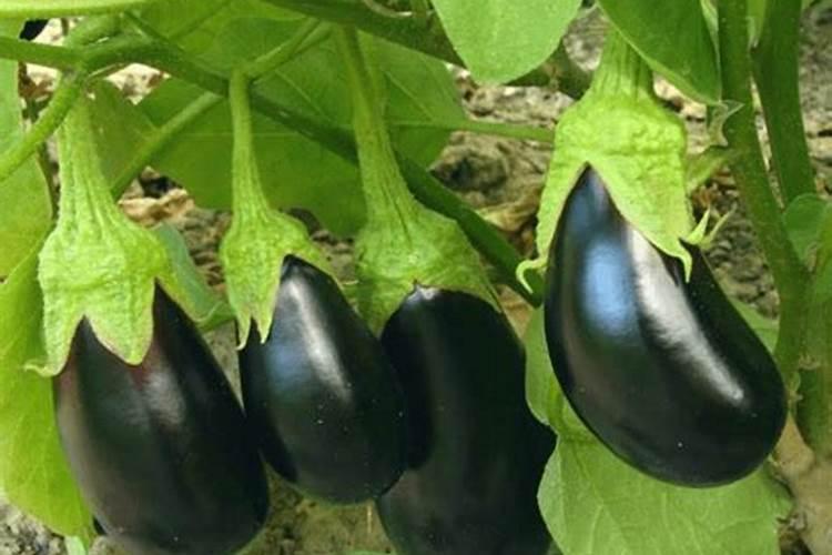 阳光玫瑰上的果锈到底是什么 怎么处理？