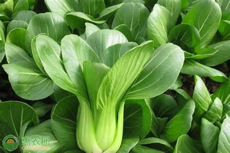 钙镁磷肥怎样用效果好 钙镁磷肥使用注意事项有哪些