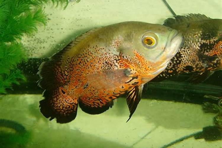 能使植物枝繁叶茂的是什么肥