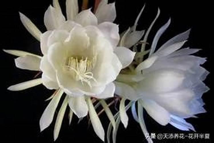 用什么养护绿植长得枝繁叶茂