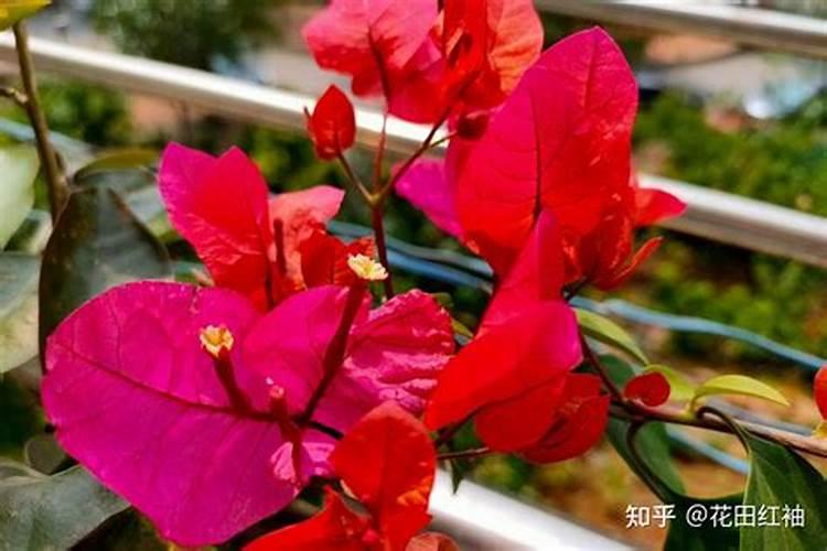 夏天给三角梅催花什么方法见效最快