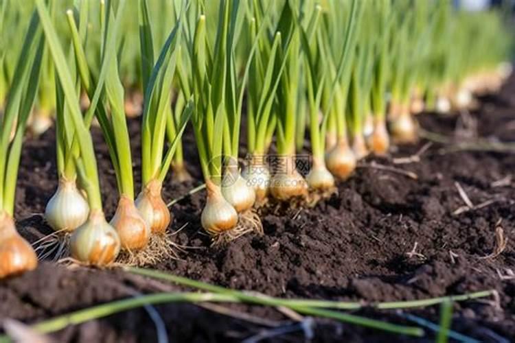 仙客来怎么养殖？