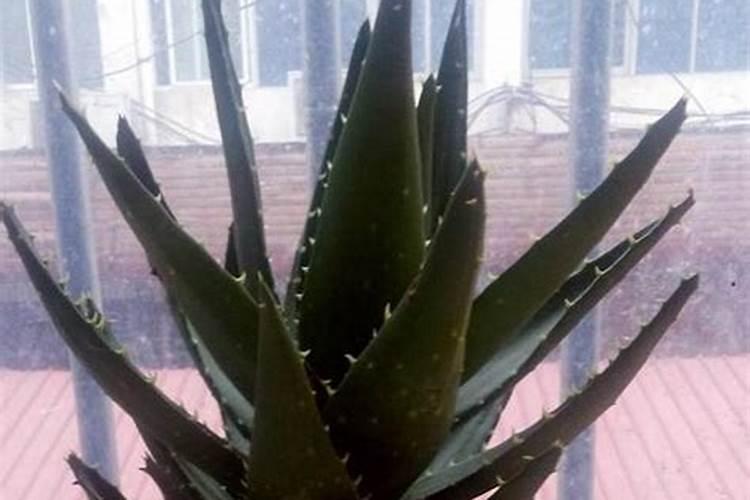 种一亩红薯成本是多少？效益如何