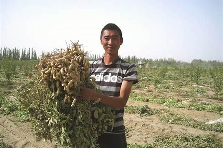 最好的花生专用复合肥