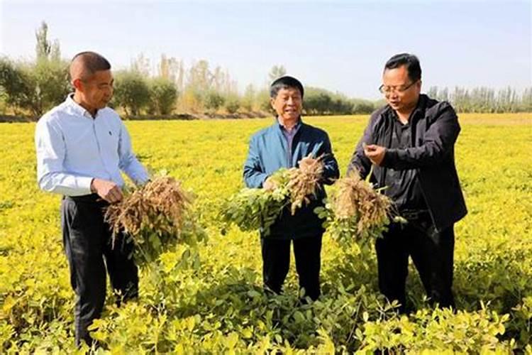 花生专用肥第一名