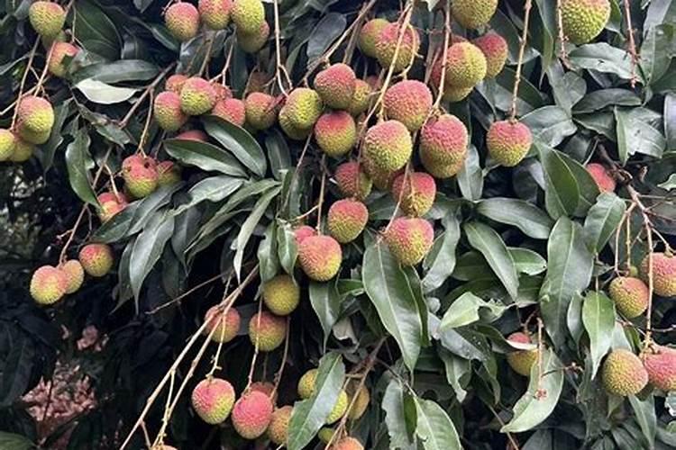 新一代家乡人的传奇故事有哪些？