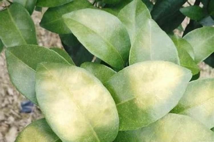 浙东红村,无土栽培“红芯”蔬菜,曾走进亚运食堂