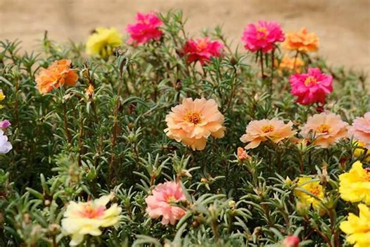 太阳花施什么肥才能花大叶盛？