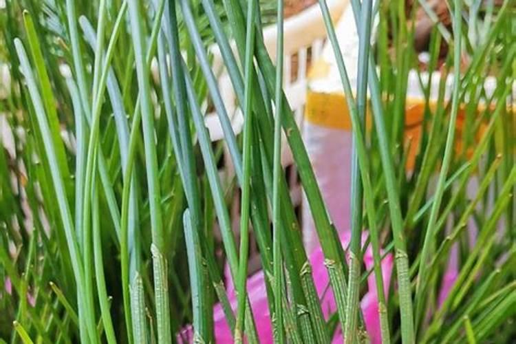 每天吃几个香蕉能补钾