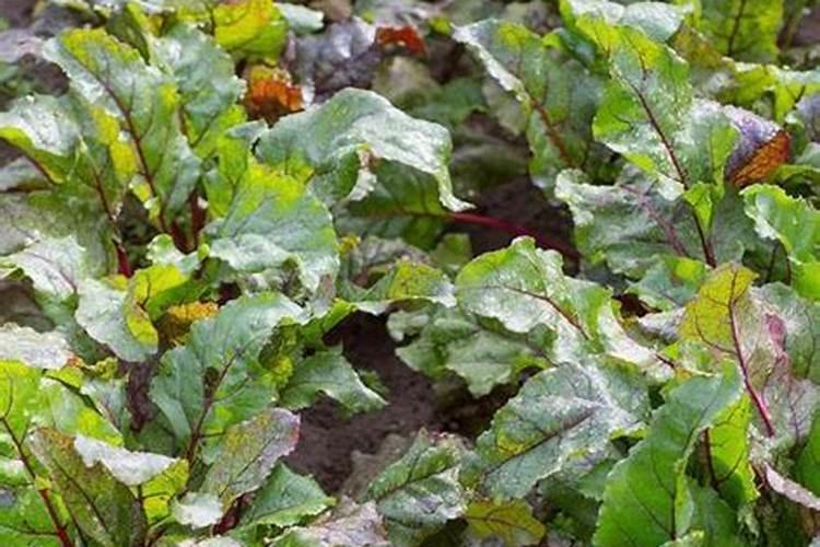 有没有硫酸钾水溶肥