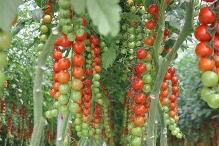 秋延後西红柿种植底肥都用什麽肥用量是多少