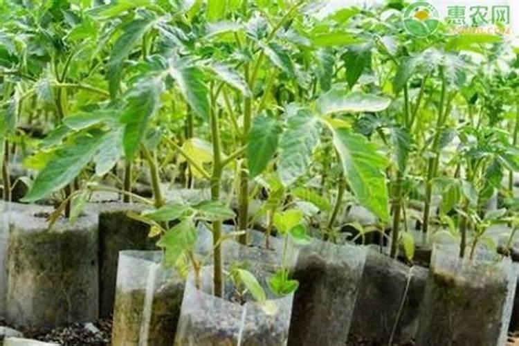 西红柿施肥时间及方法