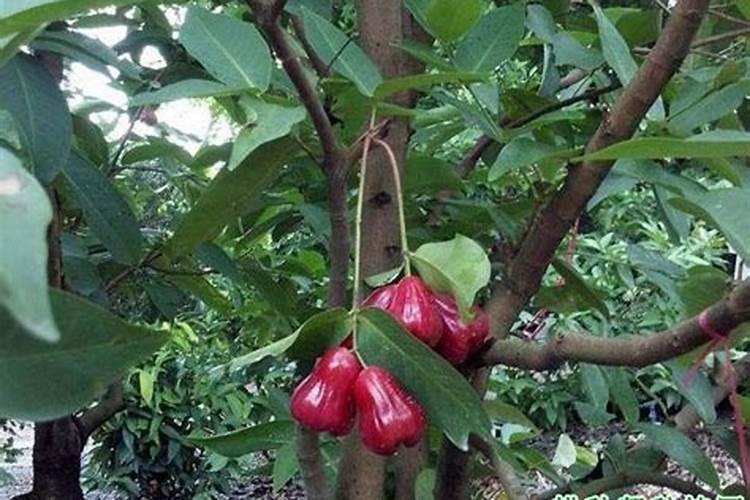 种植白茶需要什么样的环境条件,北方日光温室能种吗？