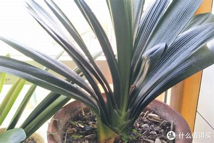 安吉白茶(白叶一号)茶苗什么时候种植？