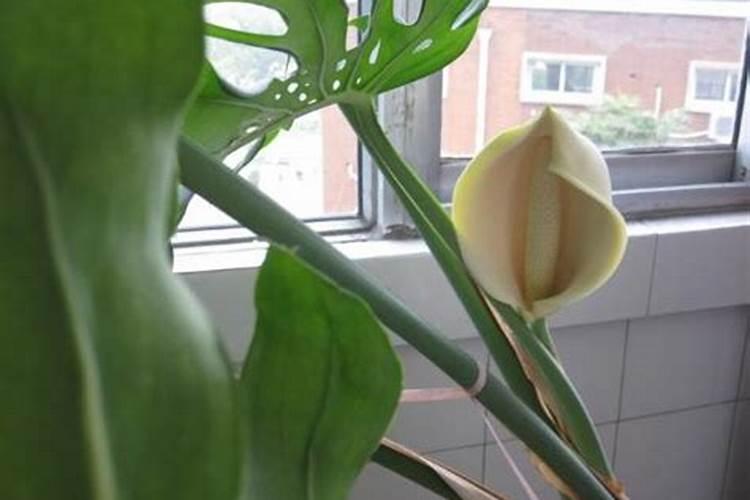 氮肥过高怎么办