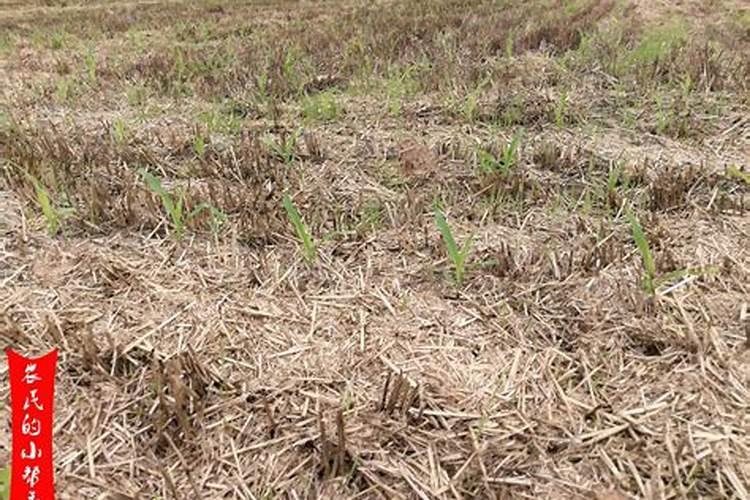 鸡蛋壳可以养哪些花