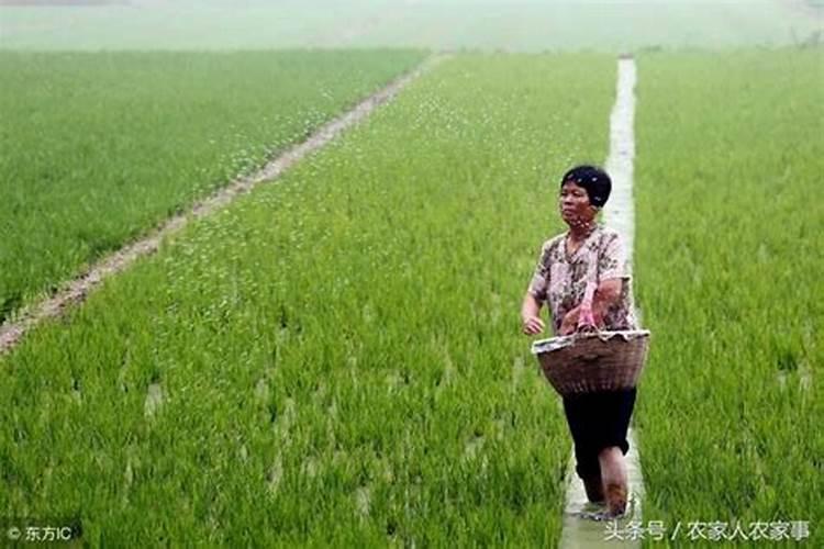 解药害哪种叶面肥最好