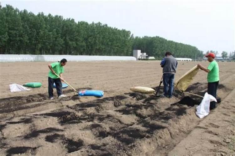 茶花和茶树的区别