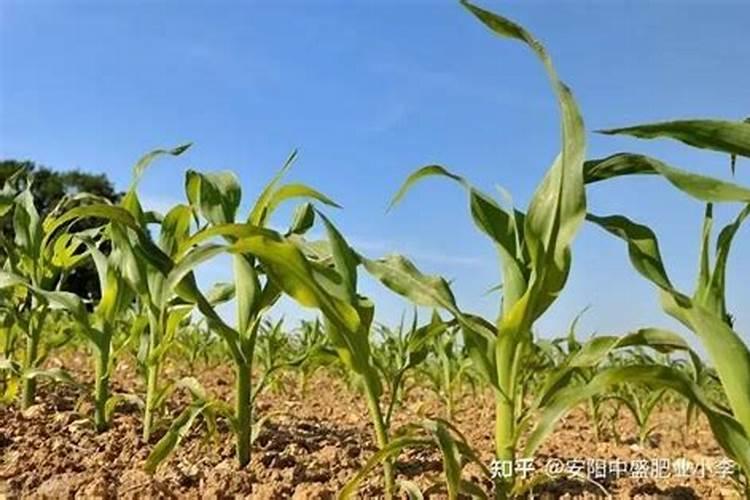 阜阳化肥厂在哪