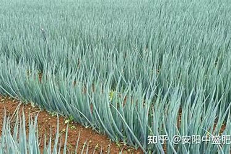 大葱高产管理措施!大葱后期施什么肥料好？