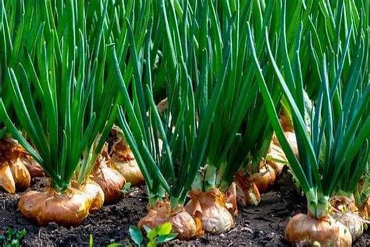 葡萄叶子发黄打什么药最好