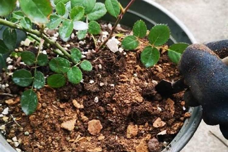 葡萄树叶面肥有哪些？不同时期叶面肥的运用？