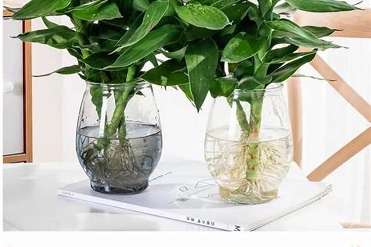 水养观音竹怎么养