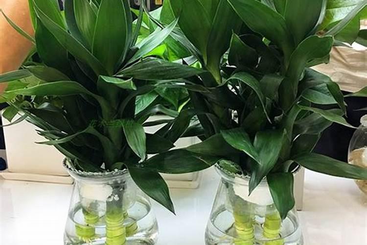 水养的观音竹要施肥吗？